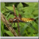 Libellula depressa - Plattbauch w06.jpg